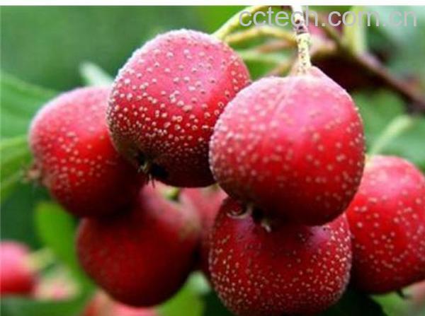 果蔬百科山楂-0