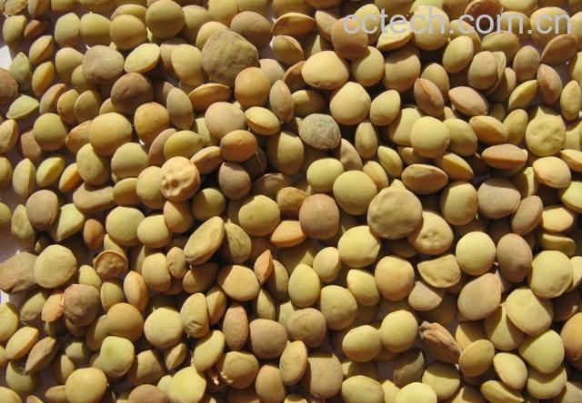 果蔬百科小扁豆-0