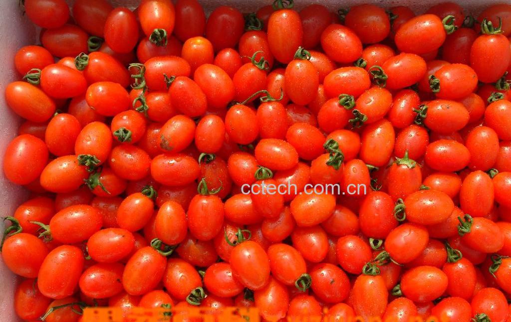 果蔬百科圣女果-0