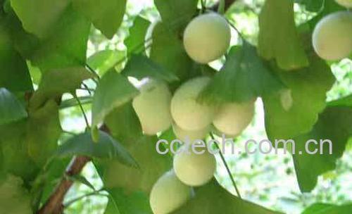 果蔬百科银杏-0