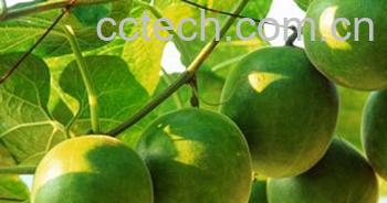 果蔬百科罗汉果-0