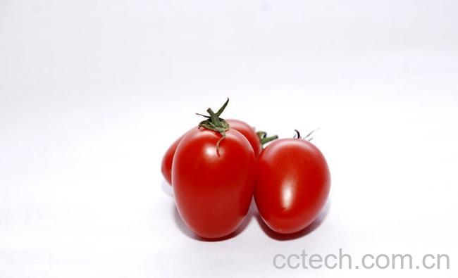 果蔬百科圣女果-0