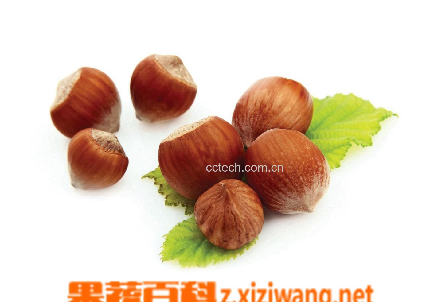 果蔬百科板栗-0