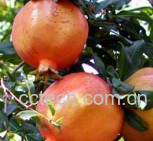 果蔬百科石榴的功效 石榴有没有美容功效？-0