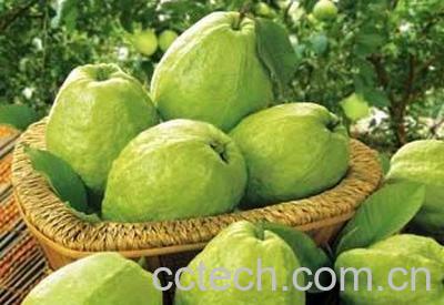 果蔬百科番石榴图片和吃法-0