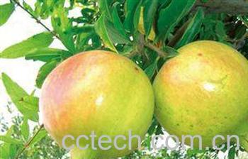 果蔬百科石榴的功效 石榴有没有美容功效？(3)-1