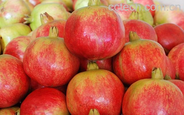 果蔬百科石榴-0