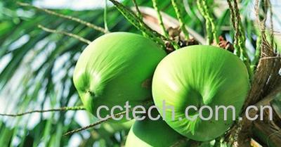 果蔬百科椰子-0