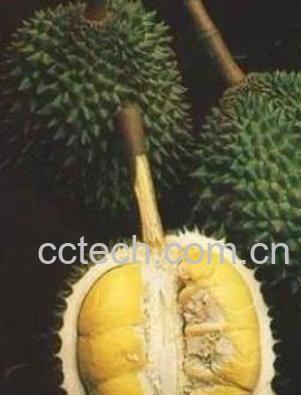 果蔬百科“水果之王”榴莲的功效-0