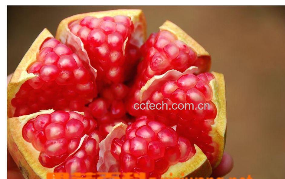 果蔬百科石榴-0