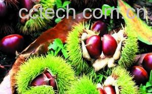 果蔬百科粟子-0