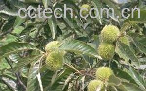 果蔬百科板栗-0