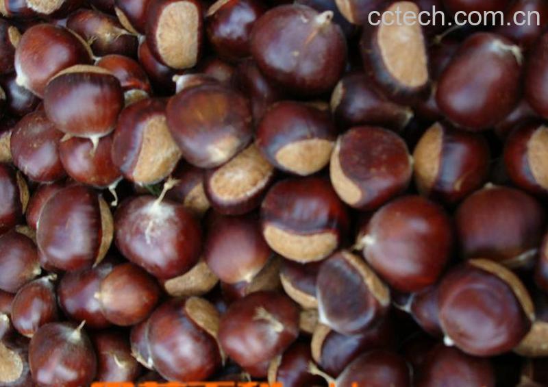 果蔬百科粟子-0