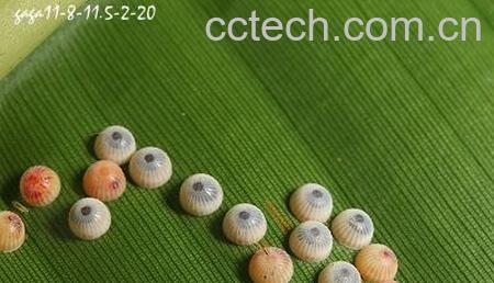 果蔬百科香蕉弄蝶-0