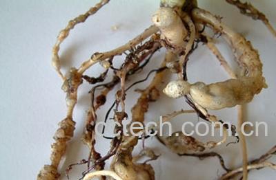 果蔬百科香蕉根-0