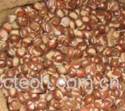 果蔬百科鲜栗子-0