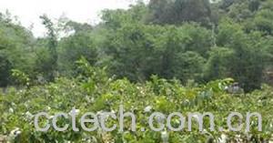 果蔬百科番石榴-0