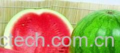 果蔬百科西瓜-0