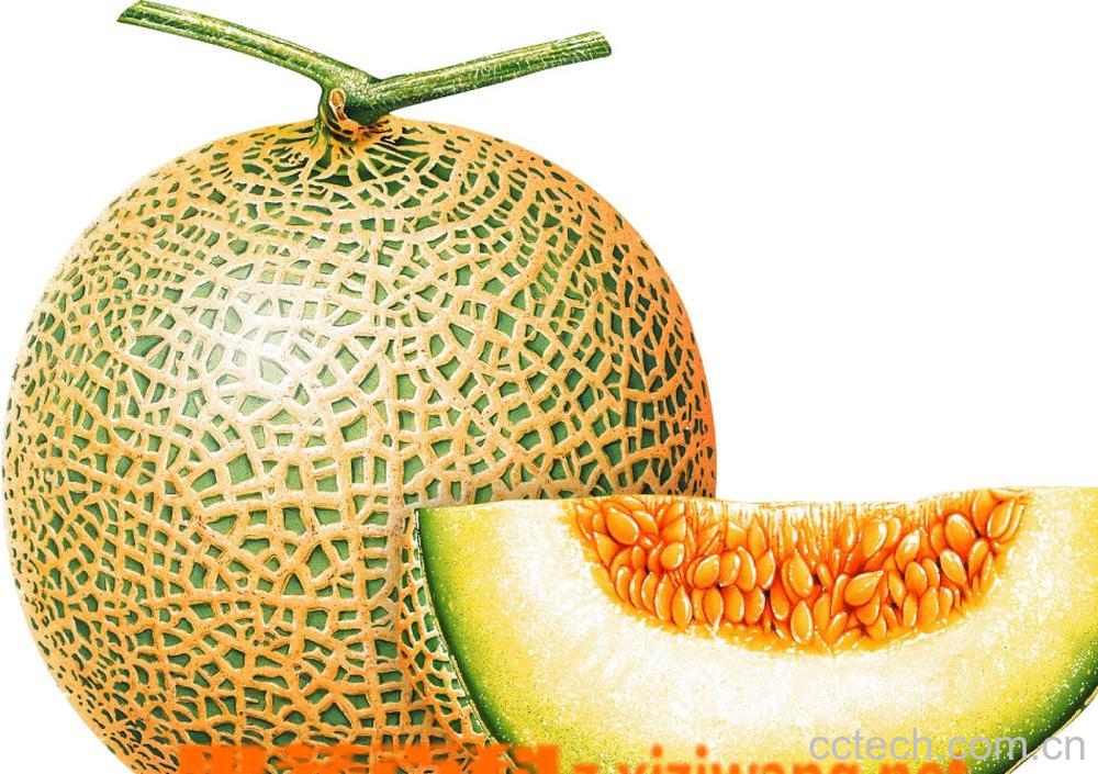 果蔬百科哈密瓜-0