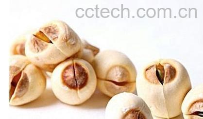 果蔬百科莲子-0