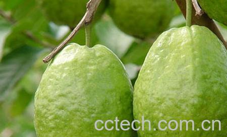 果蔬百科番石榴-0