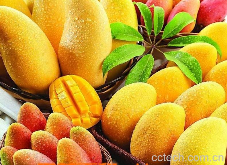 果蔬百科芒果-0