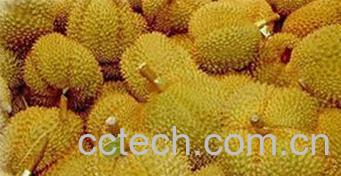 果蔬百科榴莲-0