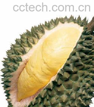 果蔬百科榴莲-0