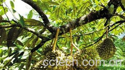 果蔬百科榴莲-0