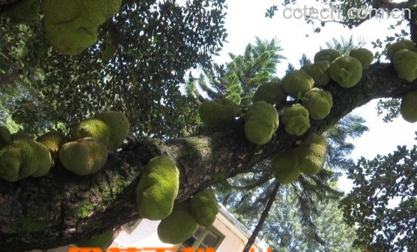 果蔬百科榴莲-0