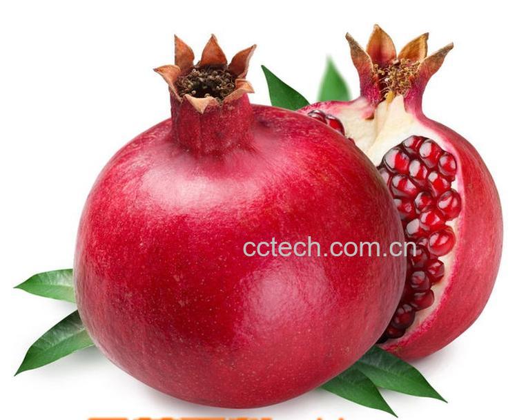 果蔬百科石榴-0