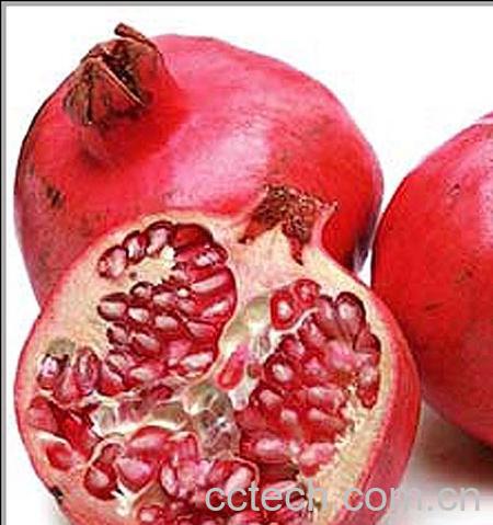 果蔬百科石榴-0