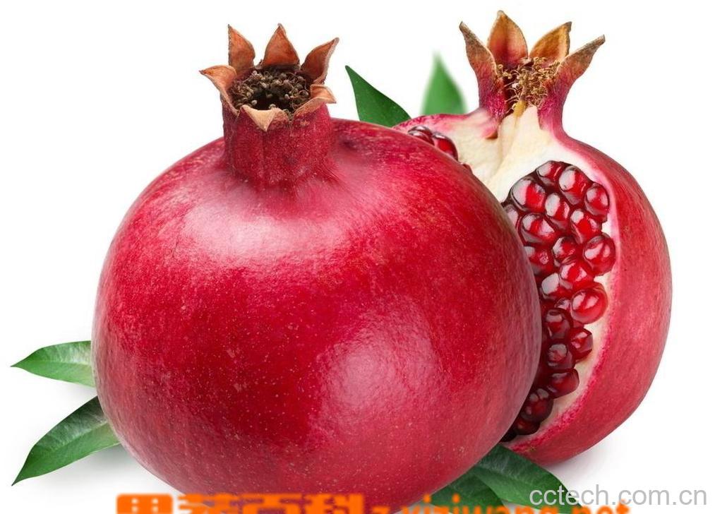 果蔬百科石榴-0