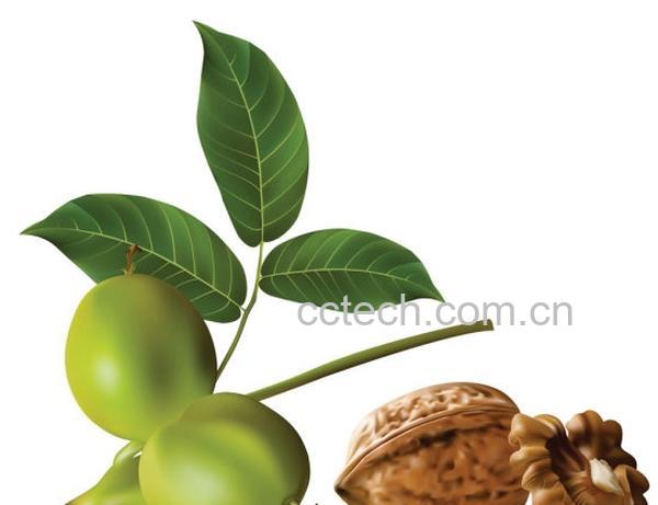 果蔬百科核桃-0