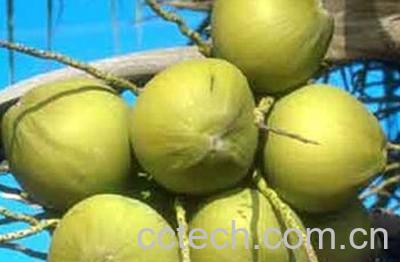 果蔬百科椰子-0