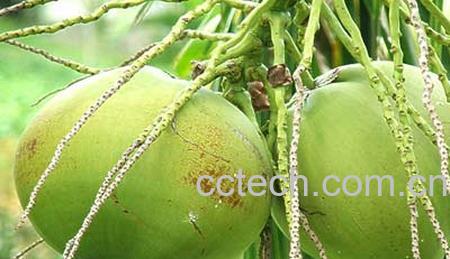 果蔬百科椰子-0