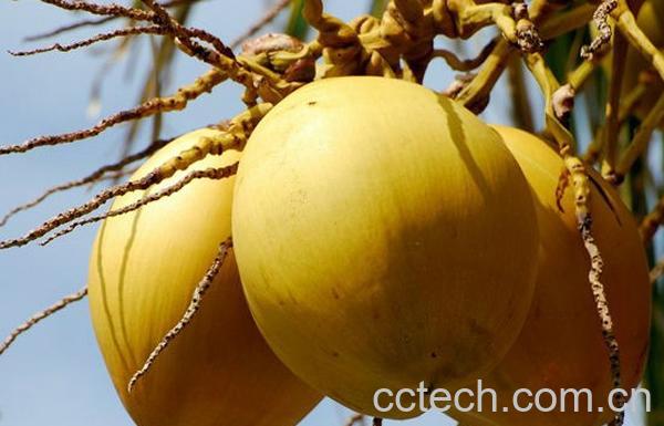 果蔬百科椰子-0