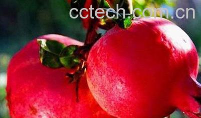 果蔬百科石榴-0