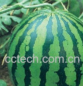 果蔬百科西瓜-0