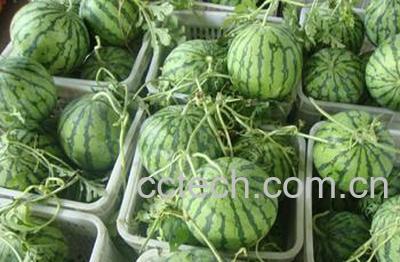 果蔬百科西瓜-0