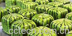 果蔬百科西瓜-0