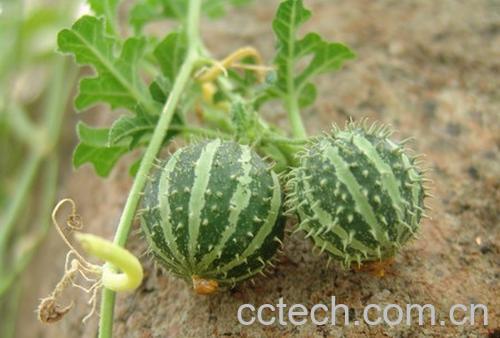 果蔬百科西瓜-0