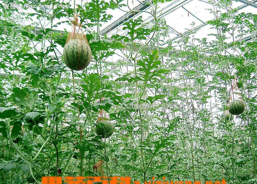 果蔬百科西瓜-0