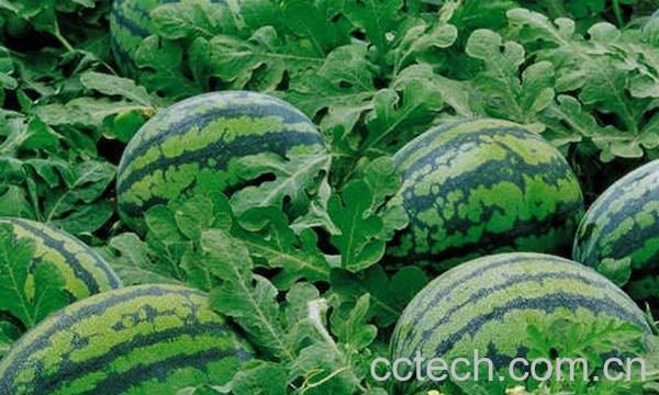 果蔬百科西瓜-0