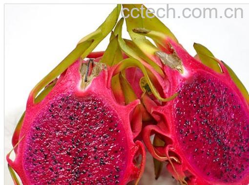 果蔬百科火龙果-0