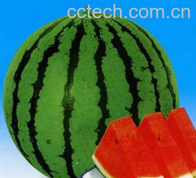 果蔬百科西瓜-0