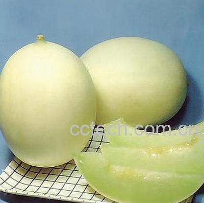 果蔬百科香瓜-0