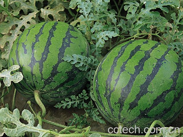 果蔬百科西瓜-0