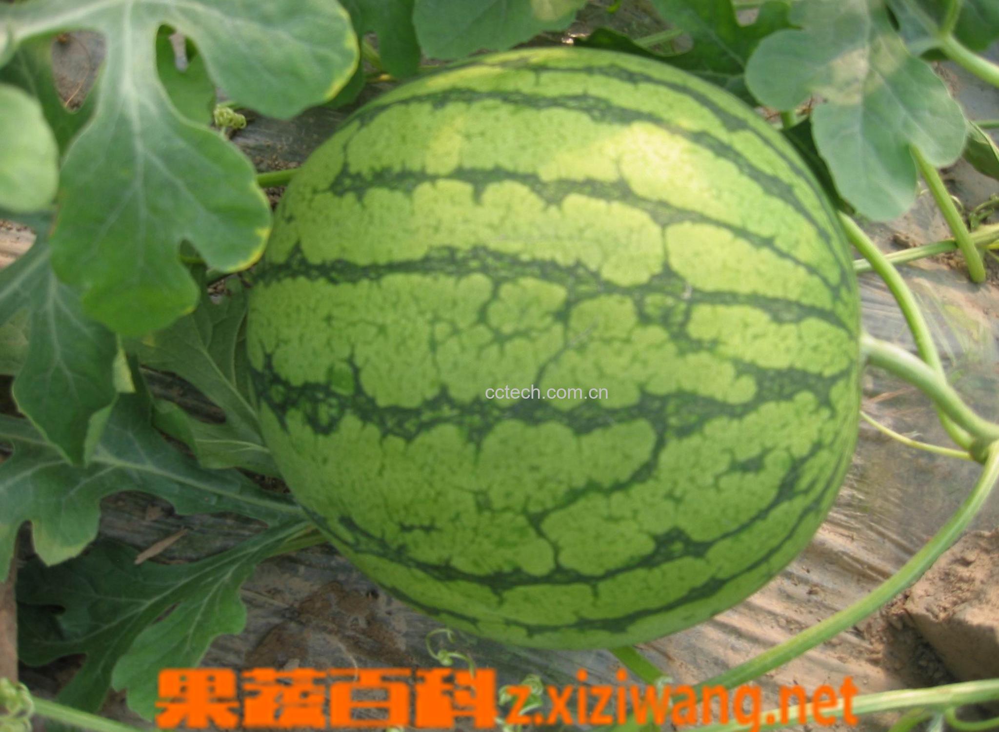 果蔬百科西瓜-0