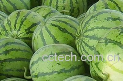 果蔬百科西瓜-0